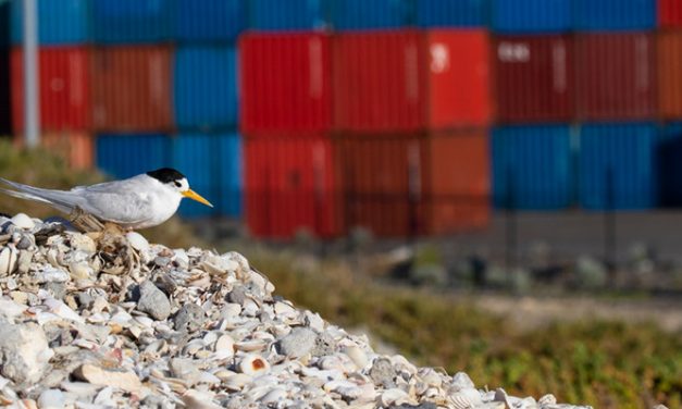 Fremantle does a good tern for bird conservation