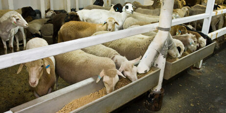 Live sheep export rescue package increased