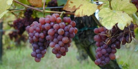 Australia-Japan grape export negotiations a success