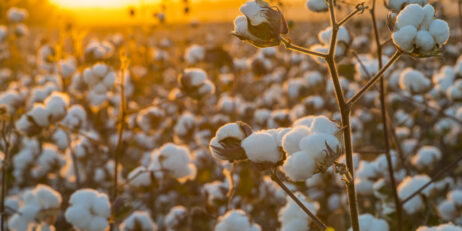 ACCC adds Olam to Namoi takeover concerns