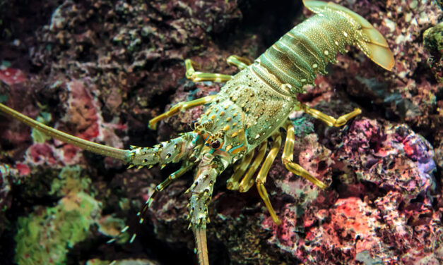 Lobsters back on Chinese menus