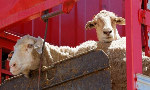 DAWE expanding cost recovery for live export