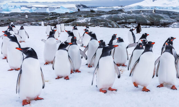 Union cold on Antarctic plans