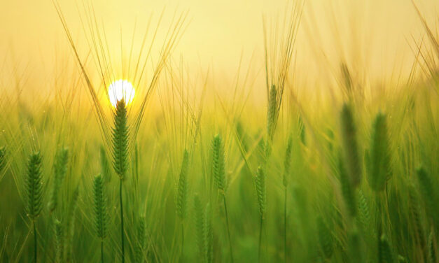 Australian ag production on track for record year