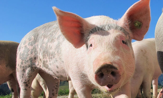 $66.6-million package to combat African swine fever deemed effective