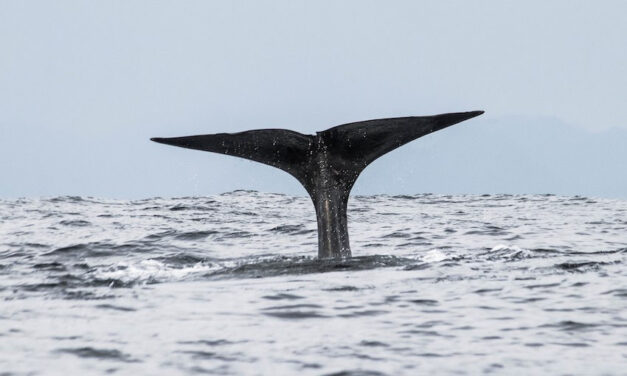 MSC re-routes ships to protect whales