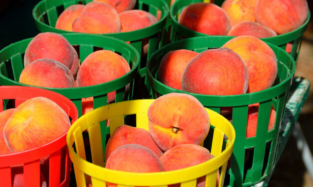 Fruit to the fore for Aussie peaches and nectarines in Vietnam