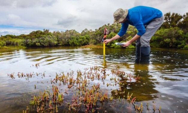 GeelongPort partners with Blue Carbon Lab to protect coastal ecosystems