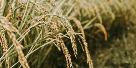 Melbourne rice exports record six-year high