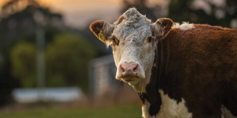 China lifts import bans on major Australian beef exporters