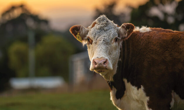 China lifts import bans on major Australian beef exporters