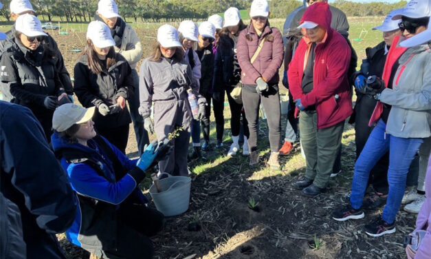 ANL launches initiative supporting koala habitats