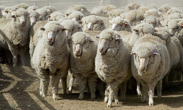 Live sheep ban passed in late-night senate session