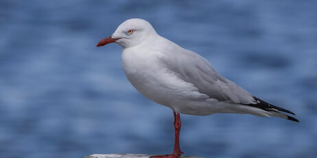 TasPorts having success in efforts to prevent seagull nests