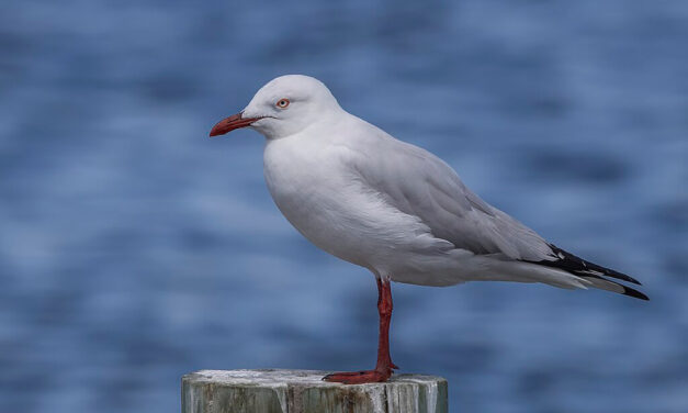 TasPorts having success in efforts to prevent seagull nests