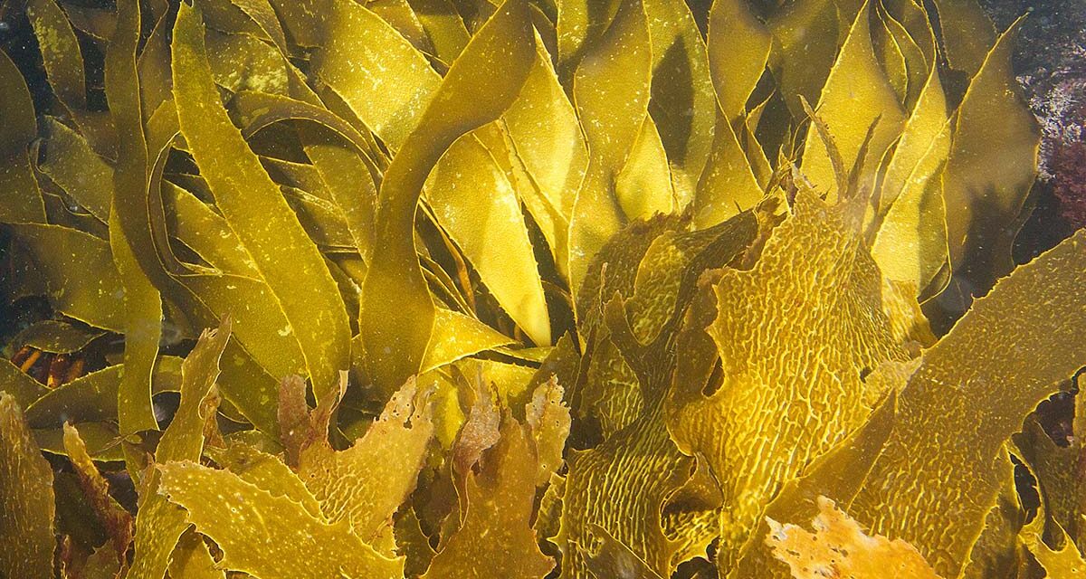 ANL launches initiative to help restore Port Phillip kelp forests