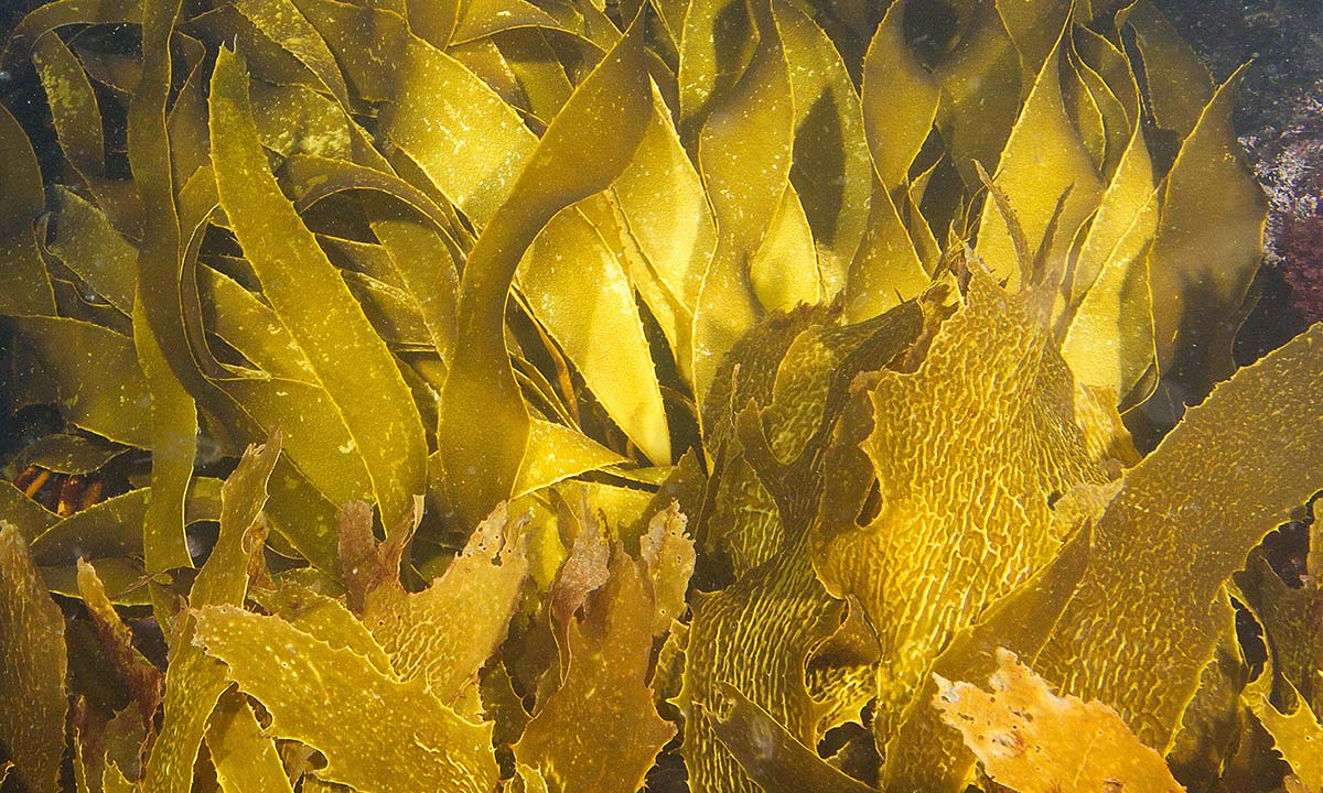 ANL launches initiative to help restore Port Phillip kelp forests