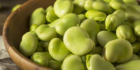 No chianti, but Qube makes fava bean breakthrough