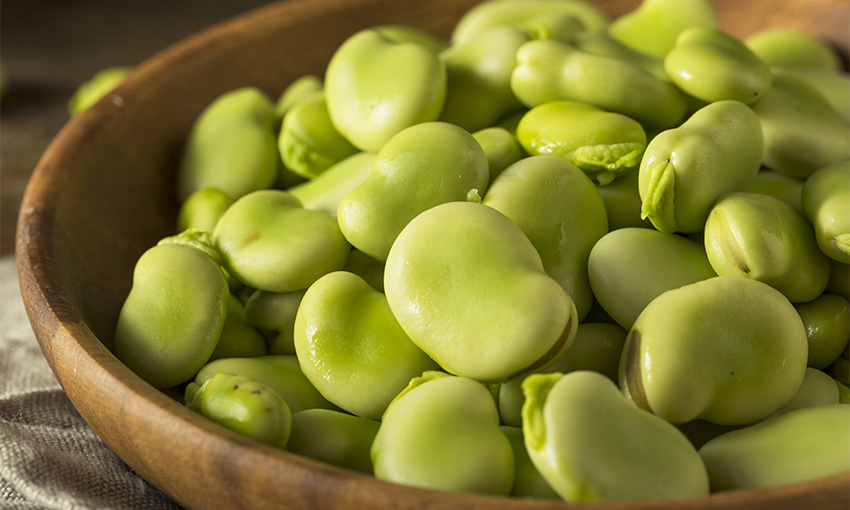 No chianti, but Qube makes fava bean breakthrough