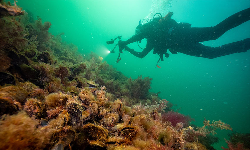 PoM shells out for reef restoration